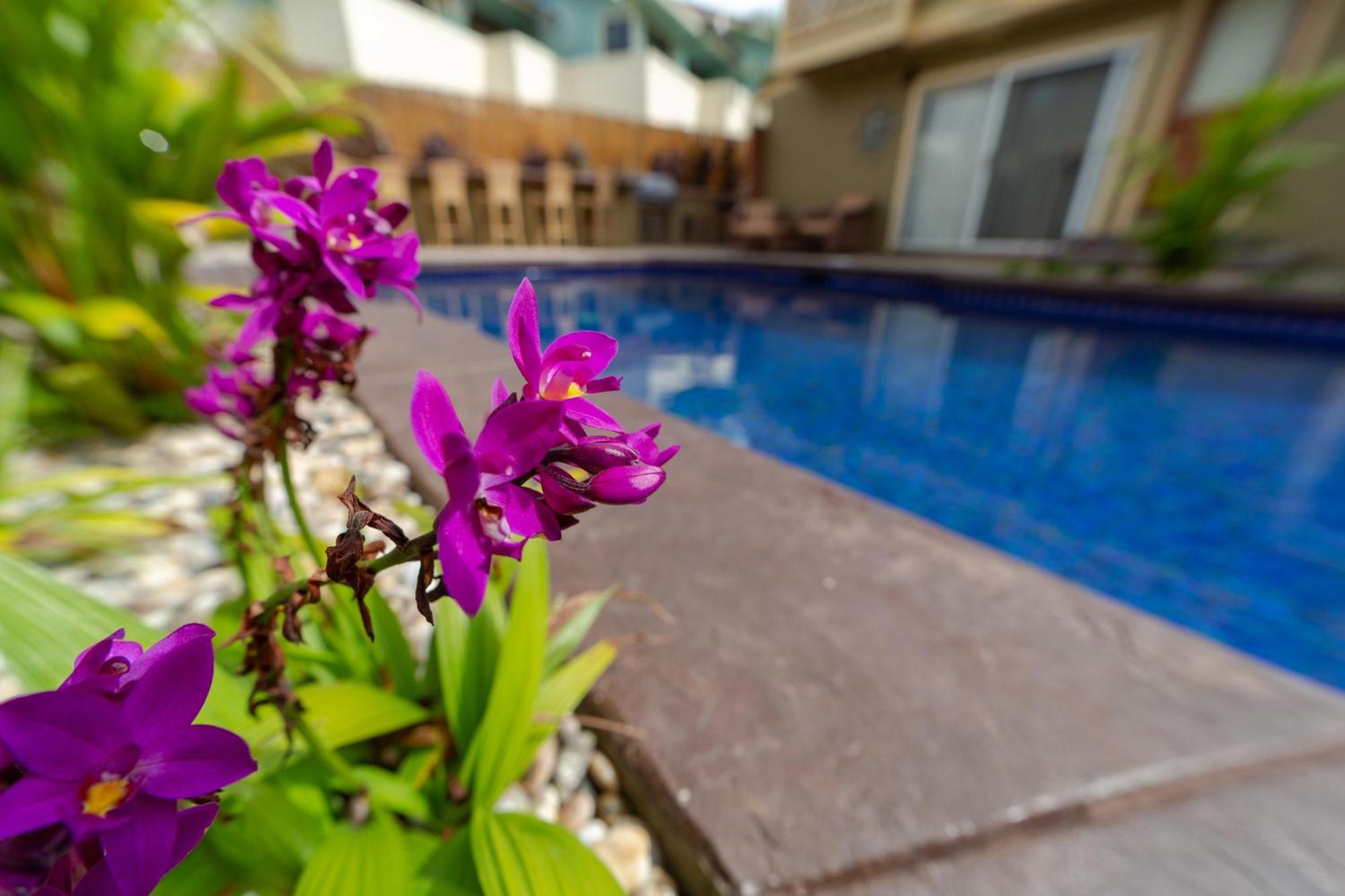 Bamboo Suite, 1 Bedroom, Sleeps 4, Pool & Bbq, Pre-Renovation Summer Sale Kīhei Exterior foto